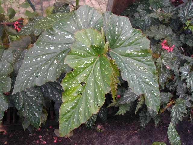B. ‘Symphony’
